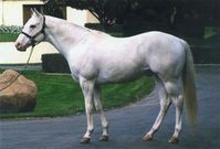 stallion | USA | 1999 | by Airdrie Apache out of Tropicana Anna #thoroughbred #stallion #dominantwhite #colouredthoroughbred #whitethoroughbred