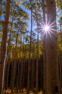 Cool sunburst in Aspen Tree forest near Hiking trail in Flagstaff, AZ