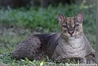 CatSG: African golden cat