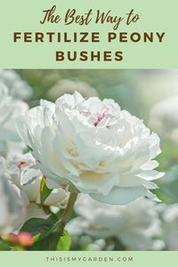 Looking for the best way to fertilize your peony bushes early this spring to get them to bloom bigger and brighter than ever? Luckily, we've got you covered with this article!