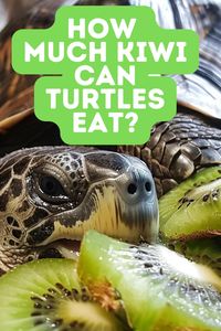 Can Turtles & Tortoises Eat Kiwi? Uncover the surprising facts about turtle and tortoise nutrition, including their ability to eat kiwi fruit. Find out how this tangy fruit can affect their health.