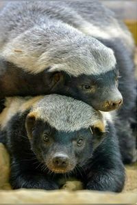 Mellivora capensis: A fierce, tough mustelid of Africa and southern Asia with thick skin to protect itself from larger predators. 