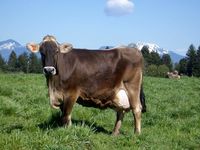 Brown Swiss