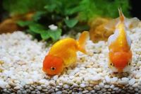 How to Set Up a Goldfish Aquarium the Right Way | Fish Tank World