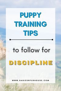 Do you want to learn how to safely discipline your puppy? Puppy training is essential for dog owners. Learning how to discipline your puppy & why it’s necessary to train a Puppy is all part of it. Check out this informative guide on how to train your puppy and the common mistakes that are made. Help make sure your furry friend is trained in all the right ways!