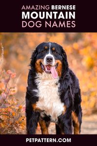 Are you looking to adopt a new Bernese dog this year? Do you think you have found the perfect puppy, but just aren't quite sure what name would suit her/him? Then check out our lists of Bernese Mountain dog names that we have compiled here. #bernesemountaindognames #bernesemountaindog