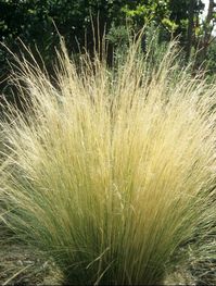 Nassella tenuissima | Mexican Feather Grass | Feather Grass