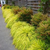 For the best prices on Golden Japanese Forest Grass and many other Perennials and Ornamental Grasses, Shop online at Garden Goods Direct.