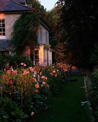 garden in the evening