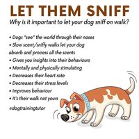 The sit command is often the first command a puppy is taught - mainly because it's probably one of the easiest commands to teach and is a great first stepping stone in successfully training your puppy. Not to mention it's a vital skill that will be useful for the rest of your puppy's life.