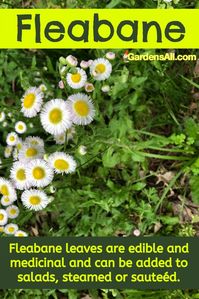 Daisy Fleabane Wildflower is an Edible & Beneficial Plant to Know - GardensAll