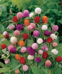 Gomphrena globosa 'Qis Mix' (Globe Amaranth)