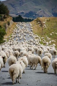 Traffic jam in New Zealand