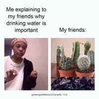 Any resemblance to reality is purely coincidental😅. #GreenGoddesColorado #Meme #Green #Plants #GoodVibes #Tropical #HealthyPlants