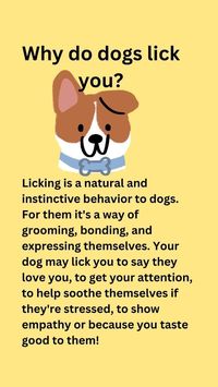 why do dogs lick you?...