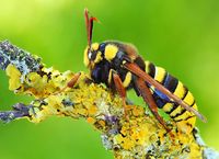 Hornet Moth (Sesia apiformis), Germany, the Netherlands, Austria, and the Czech Republic