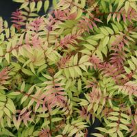 Mr. Mustard® - False Spiraea - Sorbaria sorbifolia | Proven Winners