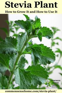 Stevia Plant – How to Grow It & Use It