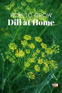 Learn how to grow dill in the home garden. From planting dill to caring for your plants and then harvesting, you'll know exactly what to do!