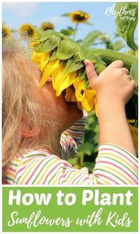 Growing sunflowers and learning how to plant sunflower seeds outdoors is an easy beginning gardening project for kids and adults of all ages. Grow them in a circle to make a sunflower house, an outdoor garden playhouse or fort, for even more outdoor playtime fun! #Sunflowers #GardeningWithKids #KidsGarden #SunflowerHouse #GardeningForKids