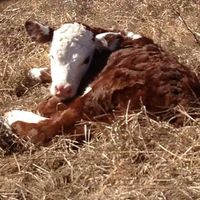 ❦ Picture taken while checking ciws in Oklahoma. Neighbors cow placed her calf in a small draw next to our fence. - Larry Mahan