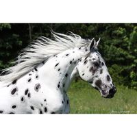 On the Move Black Leopard Appaloosa Mustang.