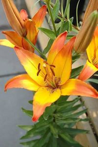 Asiatic Lily, perfect for adding colour in June/July. Forever Linda produces wonderful orange-red flowers with yellow centres. Height 90cm. Supplied as 16/18cm bulbs.Planting Growing InstructionsWhen planting, each bulb should surrounded with a little sharp sand both under and above the bulb to keep slugs away and to ward off excessive wetness. As most liliums are stem rooting we strongly recommend you plant at 15cm deep. They give a much better display when planted in clumps of3,6 or 12 bulbs, 45cm apart. Planting time is December to April.How to Grow Asiatic Lilies Scout for a location and prepare the soil ahead of time when planting Asiatic lilies. Information about the Asiatic lily advises planting in a sunny to partly sunny location. At least six hours of sunlight is necessary for the