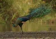 Green Peafowl (Pavo muticus)  is famous for the glorious train carried by the male, the green peafowl lifts these meter-long iridescent upper tail feathers into a quivering fan when displaying. Each of the 200 metallic feathers ends in a beautiful brown, green & gold eyespot. The green peafowl is less well known, but perhaps even more spectacular than its close relative the Indian peafowl & has a more upright posture, a greener neck, & a darker, more golden train.