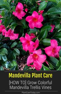 Mandevilla plant, trellis vine bright, vivid rich colored flowers, perfect patio or deck plant, Learn tips on growing and care of Mandevilla