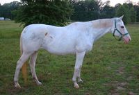 mare | USA | 1993 | by Puchilingui out of Artic Ella #thoroughbred #mare #dominantwhite #colouredthoroughbred #whitethoroughbred