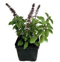 African Blue Basil Plants For Sale