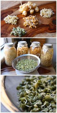 How to sprout grains and beans #growing #kitchen #cooking