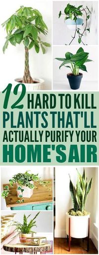 These 12 air purifying plants are THE BEST! I'm so glad I found these GREAT tips! Now I have some great ideas for low maintenance air purifying plants for my home! Definitely pinning!