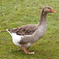 Toulouse Goose