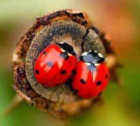 ** "Sunflower noes seeds . We'd best move on."