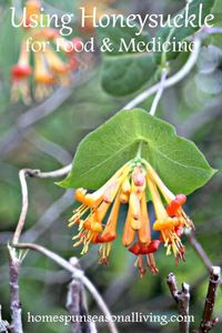 Using Honeysuckle for Food and Medicine