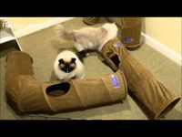 Neko Pawdz UJI Cat Tunnel System Product Review http://www.floppycats.com/neko-pawdz-uji-cat-tunnel-system-product-review.html