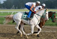 gelding | USA | 2014 | by Bluegrass Cat out of Princesspatseattle #thoroughbred #gelding #dominantwhite #colouredthoroughbred #whitethoroughbred