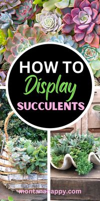 Creative Ways to Display Succulent Plants | Montana Happy