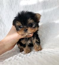 MICRO EXTREME XXXS TEACUP YORKIE PUPPY