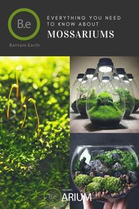 Mossarium: The Ultimate Guide & "How To" Build | Moss Terreriums