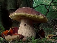 Boletus Edulis (King Bolete)