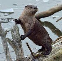 North American River Otter | Cartoon Network Animals Wiki | Fandom