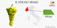 Arneis - Quattrocalici - L'Atlante dei Vitigni