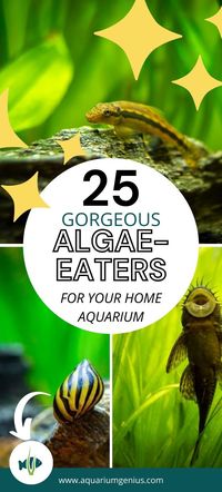 Looking for algae eater fish ideas to add to your freshwater aquarium? Here you'll find exactly that. The 25 best algae eating fish for any tank. Whether you're a beginner or a more experienced fishkeeper, these are great algae eater aquarium fish ideas for beginners.