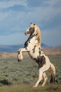 Wyoming Wild Stallions, Thor and Booker Rose