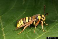 The Hornet Moth (Sesia apiformis) has evolved to mimic the look and mannerisms of a real hornet.