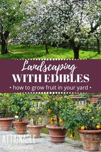 Urban fruit! An edible landscape is great for city gardeners and fruiting trees are a perfect addition to an edible landscape. They're beautiful, functional as they provide shade, and they can produce fruit within 3-5 years. Planting a fruit tree now will