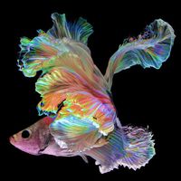 Everything about this fish is bursting with color