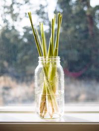 How to Propagate Lemongrass from Store-Bought Stalks 26